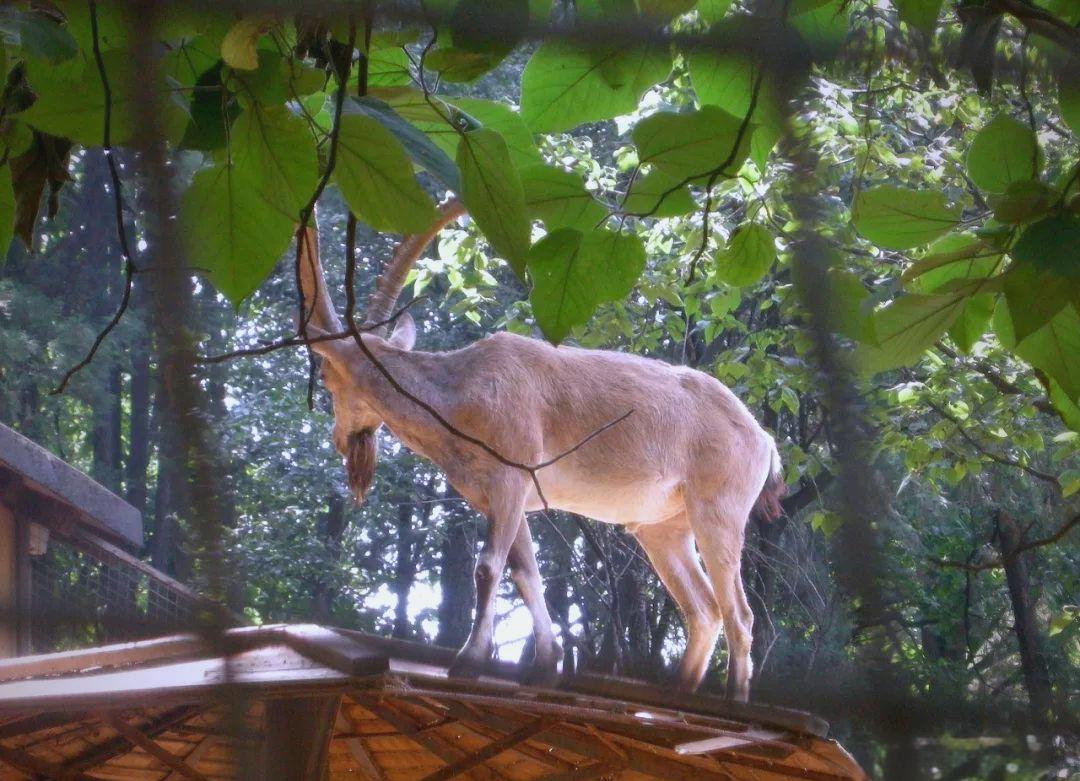 昆明动物园(图2)