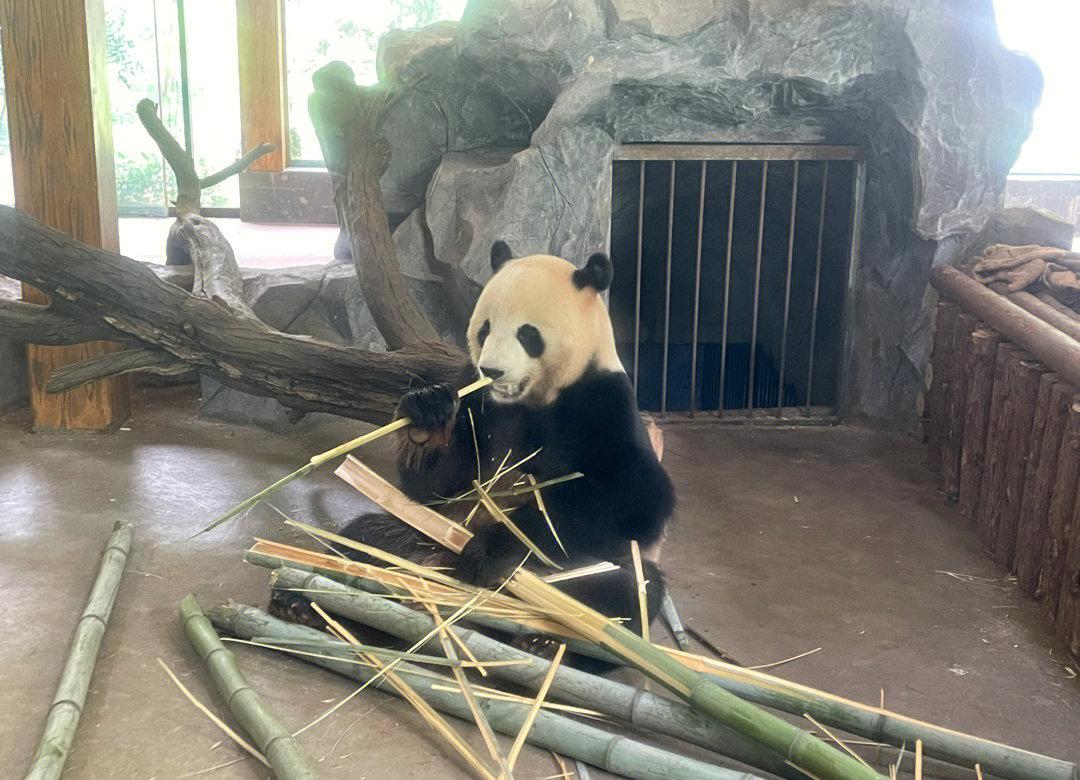 昆明动物园(图5)