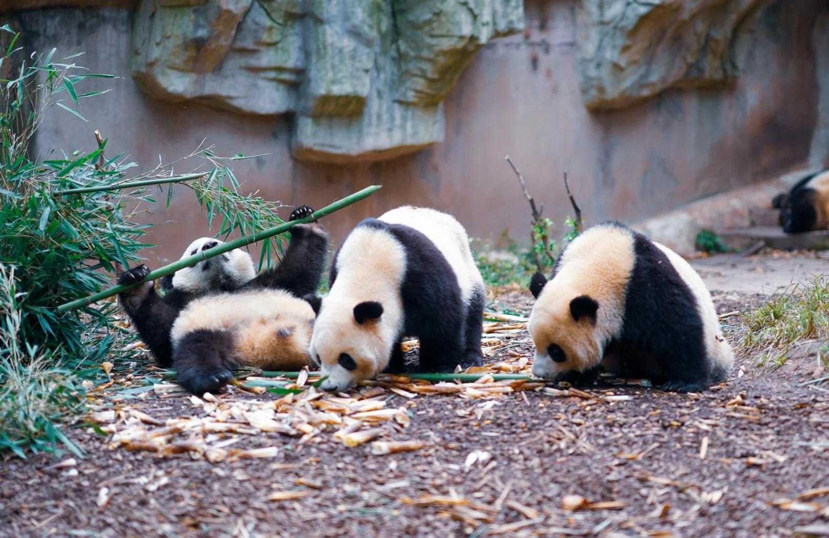 成都大熊猫繁育研究基地(图4)