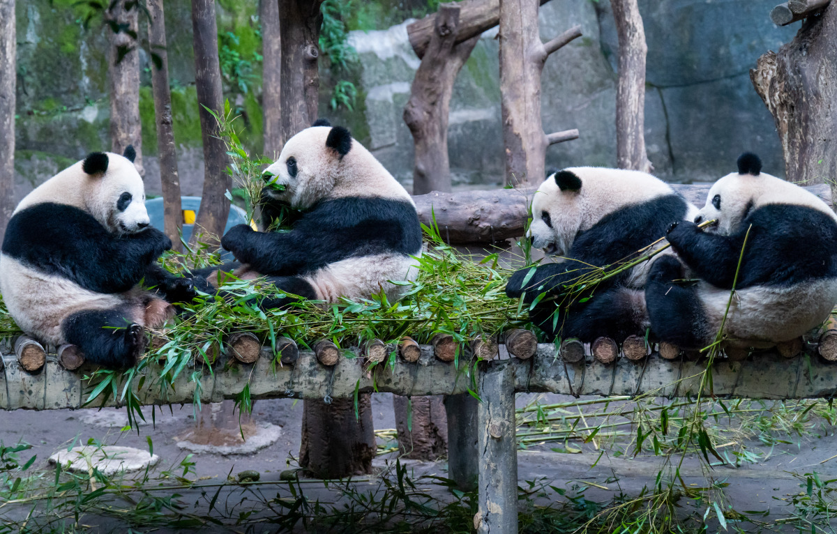 成都大熊猫繁育研究基地(图2)