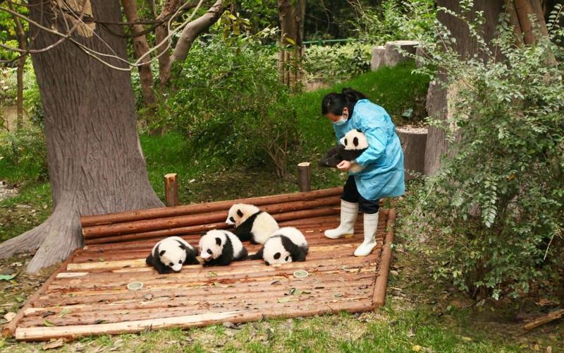 成都大熊猫繁育研究基地(图3)