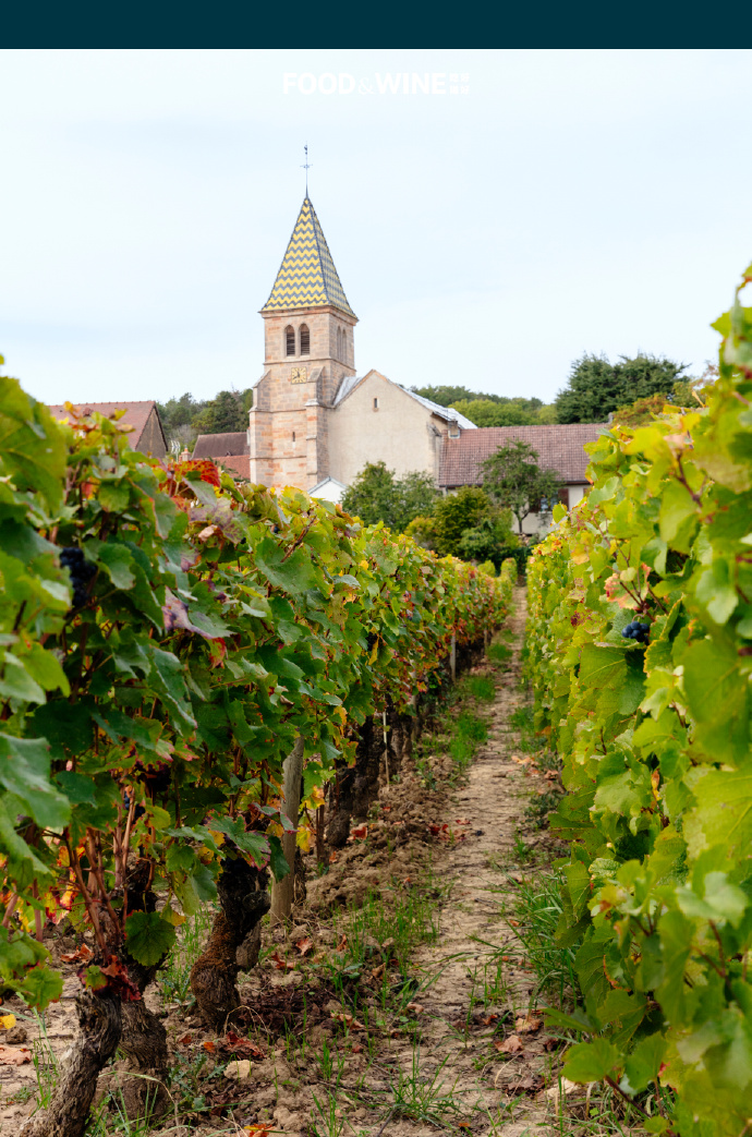 勃艮第葡萄酒产区(图3)