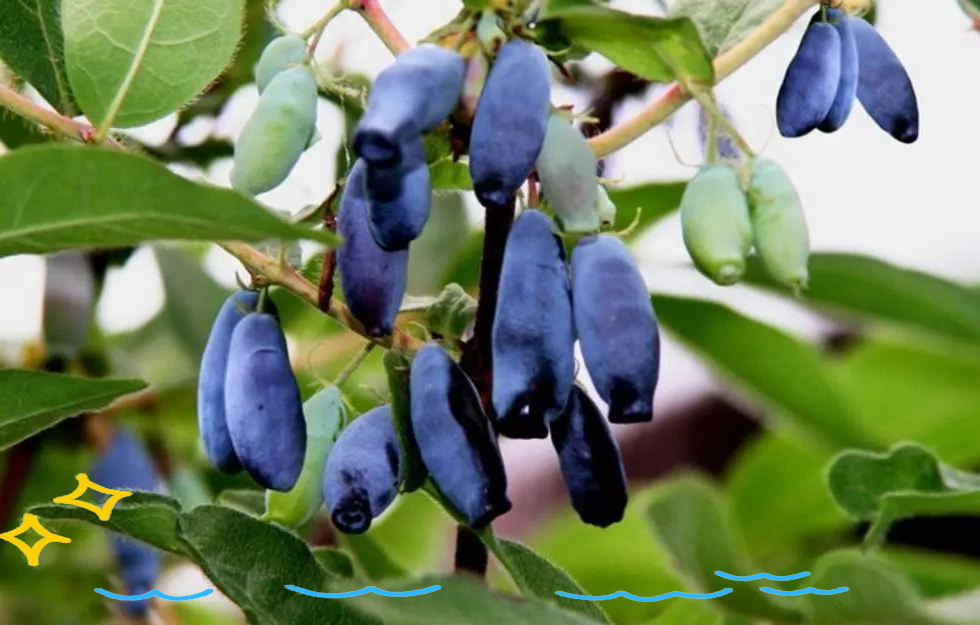 第三代水果(图2)