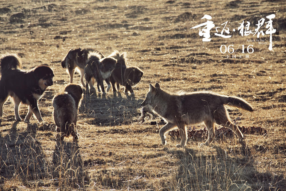 重返·狼群(图4)