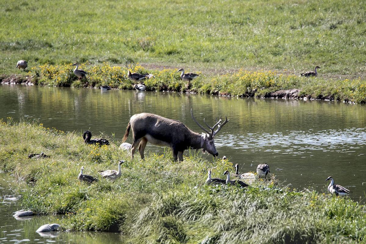 湿地生态系统(图2) 湿地生态系统(图2)